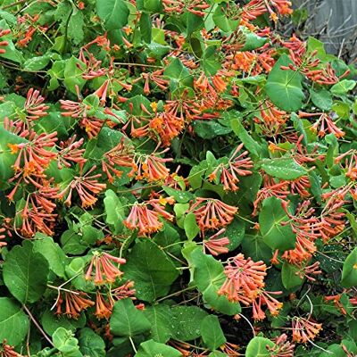 GardenersDream Lonicera Dropmore Scarlet Rotes Geißblatt Winterhart Kletterpflanzen Winterhart Leuchtend Garten Pflanzen Vogelfreundlich GardenersDream Lonicera Dropmore Scarlet Rotes Geißblatt Winterhart Kletterpflanzen Winterhart Leuchtend Garten Pflanzen Vogelfreundlich