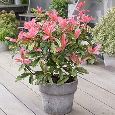 GardenersDream Photinia Pink Crispy Immergrüne, winterharte Garten-Glanzmispel GardenersDream Photinia Pink Crispy Immergrüne, winterharte Garten-Glanzmispel