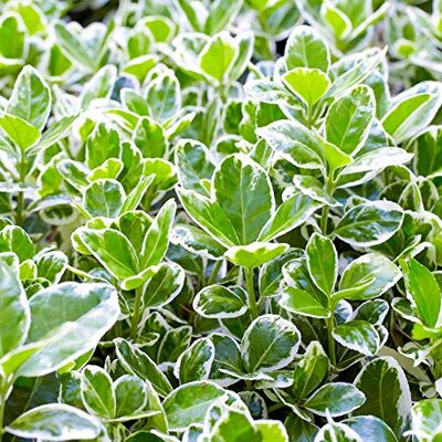 GardenersDream Euonymus 'Kathy' Immergrüne Pflanzen Winterhart Gelb-Grün Buntlaubig Winterharte Kübelpflanzen Gartenpflanzen Premium XXL GardenersDream Euonymus 'Kathy' Immergrüne Pflanzen Winterhart Gelb-Grün Buntlaubig Winterharte Kübelpflanzen Gartenpflanzen Premium XXL
