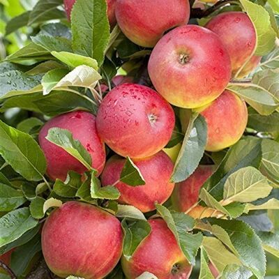 Pflanzen für Dich Apfelbaum 'Elstar' 200 cm Topf Malus domestica Obstbaum winterhart Weiß-rosa Blüte im Frühjahr, sonnig bis halbschattig, ertragreicher Tafelapfel, süß-säuerlich, winterhart Pflanzen für Dich Apfelbaum 'Elstar' 200 cm Topf Malus domestica Obstbaum winterhart Weiß-rosa Blüte im Frühjahr, sonnig bis halbschattig, ertragreicher Tafelapfel, süß-säuerlich, winterhart