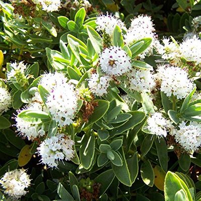 GardenersDream Hebe Albicans, robuste immergrüne blühende Pflanze für den Garten, Zwergstrauch 9cm Topf GardenersDream Hebe Albicans, robuste immergrüne blühende Pflanze für den Garten, Zwergstrauch 9cm Topf