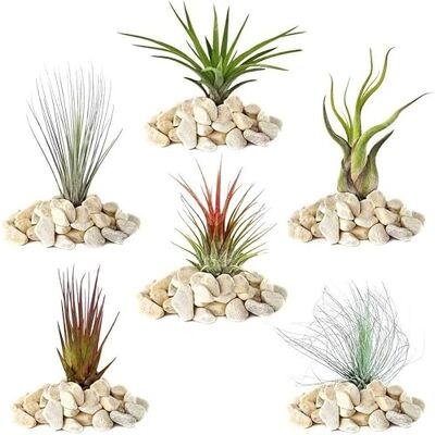 GardenersDream Gardeners Dream 5er Tillandsien Pflanzen Echt Mix 5 Stk. Tillandsia Luftpflanzen Echt Terrarium Pflanzen Terrarium Deko Pflanzen Luftreinigende Zimmerpflanzen Deko Pflanze Echte Pflanzen GardenersDream Gardeners Dream 5er Tillandsien Pflanzen Echt Mix 5 Stk. Tillandsia Luftpflanzen Echt Terrarium Pflanzen Terrarium Deko Pflanzen Luftreinigende Zimmerpflanzen Deko Pflanze Echte Pflanzen