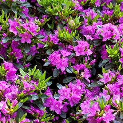 PlantaPro Japanische Azalee 'Königstein' 20-25 cm Rhododendron obtusum winterhart Rhododendron obtusum, kompakt und buschig, violette Blüte im Frühjahr, halbschattig, immergrün, winterhart PlantaPro Japanische Azalee 'Königstein' 20-25 cm Rhododendron obtusum winterhart Rhododendron obtusum, kompakt und buschig, violette Blüte im Frühjahr, halbschattig, immergrün, winterhart