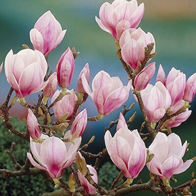GardenersDream Magnolia Soulangeana, auch als Saucer-Magnolie bekannt, ist ein laubabwerfender Strauch, der als Topfpflanze für den Außenbereich geeignet ist. GardenersDream Magnolia Soulangeana, auch als Saucer-Magnolie bekannt, ist ein laubabwerfender Strauch, der als Topfpflanze für den Außenbereich geeignet ist.
