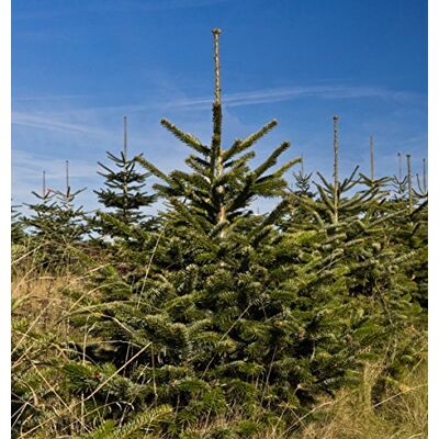 Seedeo ® Anzuchtset Nordmanntanne (Abies Nordmanniana ambrolauri) Seedeo ® Anzuchtset Nordmanntanne (Abies Nordmanniana ambrolauri)
