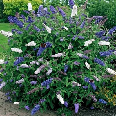 GardenersDream Schmetterlingsflieder Duo Blau & Weiß Sommerflieder winterhart, 3L Topf Winterharter Schmetterlingsflieder in blau & weiß bienenfreundlicher Zierstrauch, blüht Sommer bis Herbst, mehrjährig GardenersDream Schmetterlingsflieder Duo Blau & Weiß Sommerflieder winterhart, 3L Topf Winterharter Schmetterlingsflieder in blau & weiß bienenfreundlicher Zierstrauch, blüht Sommer bis Herbst, mehrjährig