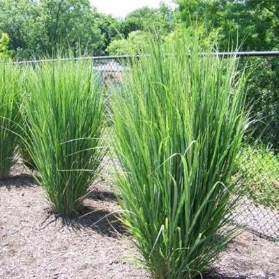 Generic 25 x Panicum virgatum 'Northwind' Ruten-Hirse in 9x9cm Topf Generic 25 x Panicum virgatum 'Northwind' Ruten-Hirse in 9x9cm Topf