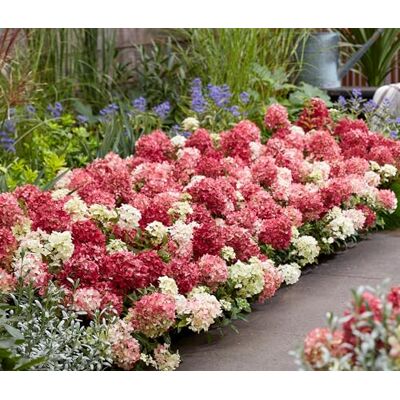 Dehner Bodendecker-Rispenhortensie Groundbreaker® Ruby™, ca. 20-30 cm Hydrangea paniculata, Zierstrauch, weiß-rosarote Blütenrispen, Blütezeit ab Juli, sonnige bis halbschattige Standorte Dehner Bodendecker-Rispenhortensie Groundbreaker® Ruby™, ca. 20-30 cm Hydrangea paniculata, Zierstrauch, weiß-rosarote Blütenrispen, Blütezeit ab Juli, sonnige bis halbschattige Standorte
