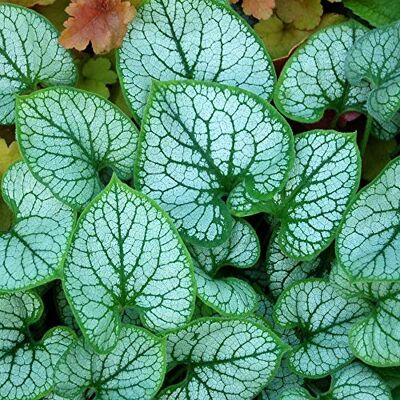 GardenersDream Brunnera Jack Frost Winterharte Blühende Stauden-Gartenpflanzen im Pflanztopf GardenersDream Brunnera Jack Frost Winterharte Blühende Stauden-Gartenpflanzen im Pflanztopf