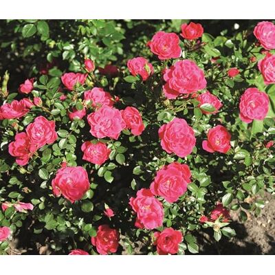 Dehner Zwergrose Hobby®, pinke Blüten, 15-30 cm exkl. Pflanztopf, 4 l Topf Rosa-Hybride, Züchter Tantau, gefüllte nicht-duftende Rose, Blütezeit von Juni bis Oktober Dehner Zwergrose Hobby®, pinke Blüten, 15-30 cm exkl. Pflanztopf, 4 l Topf Rosa-Hybride, Züchter Tantau, gefüllte nicht-duftende Rose, Blütezeit von Juni bis Oktober