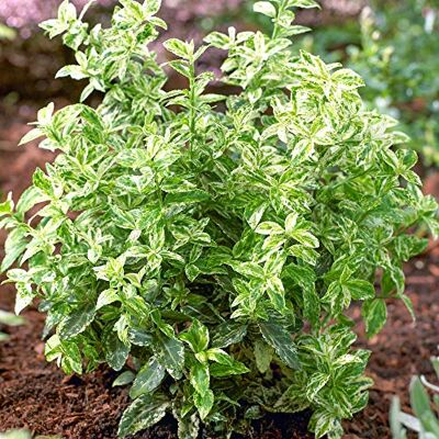 GardenersDream Euonymus 'Harlequin' Immergrüne Pflanzen Winterhart Buntlaubig Winterharte Kübelpflanzen Gartenpflanzen Premium XXL mit Weißem Rand GardenersDream Euonymus 'Harlequin' Immergrüne Pflanzen Winterhart Buntlaubig Winterharte Kübelpflanzen Gartenpflanzen Premium XXL mit Weißem Rand