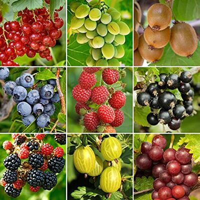 GardenersDream Gardeners Dream 3er Set Topf Obst Pflanzen Garten Pflanzen & Balkon Obst Pflanzen Anbau Johannisbeeren Pflanzen, Himbeeren Pflanzen, Trauben Pflanzen, Kiwi Pflanzen, Heidelbeeren Pflanzen usw. GardenersDream Gardeners Dream 3er Set Topf Obst Pflanzen Garten Pflanzen & Balkon Obst Pflanzen Anbau Johannisbeeren Pflanzen, Himbeeren Pflanzen, Trauben Pflanzen, Kiwi Pflanzen, Heidelbeeren Pflanzen usw.
