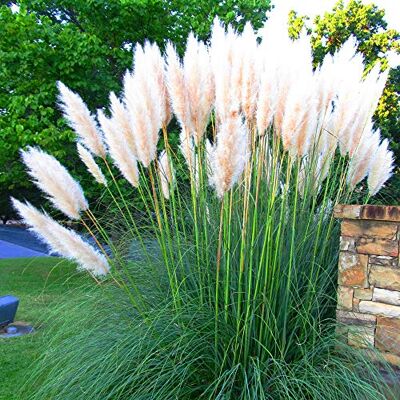 GardenersDream Cortaderia Selloana 'White Alba' Winterhartes Pampasgras Pumila Ziergras für Garten & Kübel Pflegeleichte Pflanze im 9cm Topf 20-30cm GardenersDream Cortaderia Selloana 'White Alba' Winterhartes Pampasgras Pumila Ziergras für Garten & Kübel Pflegeleichte Pflanze im 9cm Topf 20-30cm