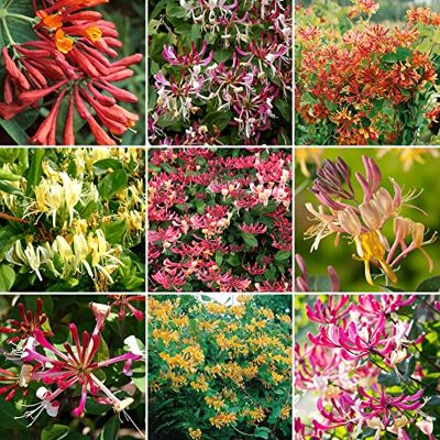 GardenersDream Gardeners Dream Gartenfertiges 3er Lonicera Immergrünes Geißblatt Pflanze Mix Bunte Blühende Sträucher Winterharte Pflanzen für Garten, Balkon, Kübel Kletterpflanzen Winterhart Mehrjährig GardenersDream Gardeners Dream Gartenfertiges 3er Lonicera Immergrünes Geißblatt Pflanze Mix Bunte Blühende Sträucher Winterharte Pflanzen für Garten, Balkon, Kübel Kletterpflanzen Winterhart Mehrjährig