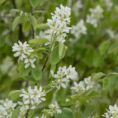 Baumschule Pflanzenvielfalt Amelanchier rotundifolia Helvetica Felsenbirne Helvetica 40-60 Baumschule Pflanzenvielfalt Amelanchier rotundifolia Helvetica Felsenbirne Helvetica 40-60