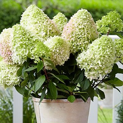 GardenersDream Hydrangea Little Fresco Winterharte Garten-Zierpflanze Strauch GardenersDream Hydrangea Little Fresco Winterharte Garten-Zierpflanze Strauch