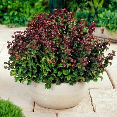 GardenersDream Leucothoe Curly Red – winterharter Garten-Strauch, immergrün Pflanze im Topf für den Außenbereich – ideal für Kübel, Terrasse Balkon. Bunte Blühpflanzen, perfekt für abwechslungsreiche GardenersDream Leucothoe Curly Red – winterharter Garten-Strauch, immergrün Pflanze im Topf für den Außenbereich – ideal für Kübel, Terrasse Balkon. Bunte Blühpflanzen, perfekt für abwechslungsreiche