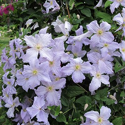GardenersDream Clematis Blue Angel Himmelblaue Kletterpflanzen Winterhart Clematis Winterhart Mehrjährig Pflanze Balkon Pflanzen Schönheit GardenersDream Clematis Blue Angel Himmelblaue Kletterpflanzen Winterhart Clematis Winterhart Mehrjährig Pflanze Balkon Pflanzen Schönheit