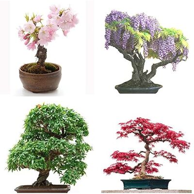 Seedeo ® Bonsai Anzuchtset deluxe Best of (Japanische Blüten- und Zierkirsche, Blauregen,Zwerg-Granatapfel, Roter Fächerahorn,Japanische Kamelie) Seedeo ® Bonsai Anzuchtset deluxe Best of (Japanische Blüten- und Zierkirsche, Blauregen,Zwerg-Granatapfel, Roter Fächerahorn,Japanische Kamelie)