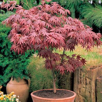 GardenersDream 2 x Gardeners Dream Japanischer Fächerahorn Acer Palmatum Atropurpureum Japanischer Ahorn Winterhart im 9cm Topf Winterharte Pflanzen für Garten, Kübel & Balkon Roter Ahorn Baum Mehrjährig GardenersDream 2 x Gardeners Dream Japanischer Fächerahorn Acer Palmatum Atropurpureum Japanischer Ahorn Winterhart im 9cm Topf Winterharte Pflanzen für Garten, Kübel & Balkon Roter Ahorn Baum Mehrjährig