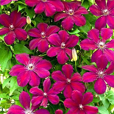 GardenersDream Clematis Rouge Cardinal Karminrote Kletterpflanzen Winterhart Clematis Winterhart Mehrjährig Pflanze Balkon Pflanzen Samtrot GardenersDream Clematis Rouge Cardinal Karminrote Kletterpflanzen Winterhart Clematis Winterhart Mehrjährig Pflanze Balkon Pflanzen Samtrot