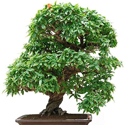 Seedeo ® Bonsai Anzuchtset Zwerg-Granatapfel Punica granatum nana Seedeo ® Bonsai Anzuchtset Zwerg-Granatapfel Punica granatum nana