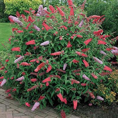 GardenersDream Schmetterlingsflieder Royal Red Sommerflieder winterhart, 9 cm Topf Winterharter Schmetterlingsflieder in rot bienenfreundlicher Zierstrauch, blüht Sommer bis Herbst, mehrjährig GardenersDream Schmetterlingsflieder Royal Red Sommerflieder winterhart, 9 cm Topf Winterharter Schmetterlingsflieder in rot bienenfreundlicher Zierstrauch, blüht Sommer bis Herbst, mehrjährig