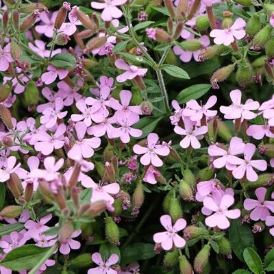 GardenersDream Saponaria ocymoides Rotes Seifenkraut Gartenfertige Stauden GardenersDream Saponaria ocymoides Rotes Seifenkraut Gartenfertige Stauden