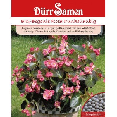 Dürr-Samen BIG-Begonie Rosa Dunkellaubig Dürr-Samen BIG-Begonie Rosa Dunkellaubig