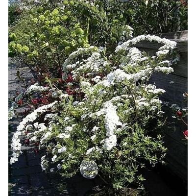 Baumschule Pflanzenvielfalt Weiße Rispenspiere Grefsheim Spiraea cinera Grefsheim 60-100 Baumschule Pflanzenvielfalt Weiße Rispenspiere Grefsheim Spiraea cinera Grefsheim 60-100