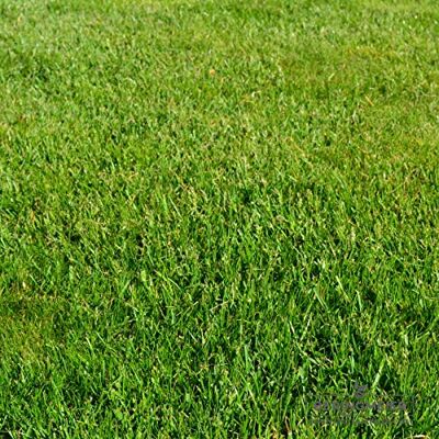 Beringmeier Saatguthandel Grassamen Rasensamen BERINGMEIER SPEZIAL für alle Bereiche DER GENIALE RASEN unsere eigene Mischung Beringmeier Saatguthandel Grassamen Rasensamen BERINGMEIER SPEZIAL für alle Bereiche DER GENIALE RASEN unsere eigene Mischung