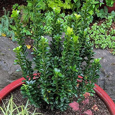 GardenersDream Euonymus 'Green Spire' Immergrüne Pflanzen Winterhart Säulenform Winterharte Kübelpflanzen Gartenpflanzen Premium XXL Qualität GardenersDream Euonymus 'Green Spire' Immergrüne Pflanzen Winterhart Säulenform Winterharte Kübelpflanzen Gartenpflanzen Premium XXL Qualität