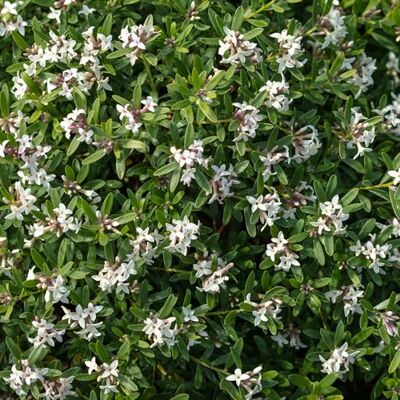 GardenersDream Daphne Transatlantica Pflanze im Topf – Duftender, rosafarbener Blütenstrauch – Halbimmergrüne Gartenpflanze für den Außenbereich (inkl. 17 cm Topf) GardenersDream Daphne Transatlantica Pflanze im Topf – Duftender, rosafarbener Blütenstrauch – Halbimmergrüne Gartenpflanze für den Außenbereich (inkl. 17 cm Topf)