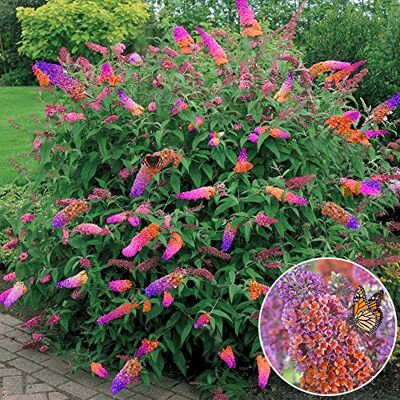 GardenersDream Schmetterlingsflieder Flower Power Sommerflieder winterhart, 17 cm Topf Winterharter Schmetterlingsflieder in orange-violett bienenfreundlicher Zierstrauch, blüht Sommer bis Herbst, mehrjährig GardenersDream Schmetterlingsflieder Flower Power Sommerflieder winterhart, 17 cm Topf Winterharter Schmetterlingsflieder in orange-violett bienenfreundlicher Zierstrauch, blüht Sommer bis Herbst, mehrjährig