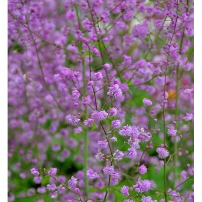Baumschule Chinesische Wiesenraute Splendid Thalictrum delavayi lebende Gartenpflanze aus den n Baumschule Chinesische Wiesenraute Splendid Thalictrum delavayi lebende Gartenpflanze aus den n