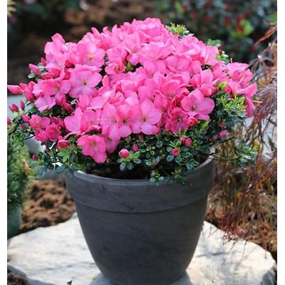 Baumschule NewGarden Buxsartige Japanische Azalee Anouk 25-30cm Rhododendron obtusum Zwerg Alpenrose lebende Gartenpflanze aus den Baumschulen Baumschule NewGarden Buxsartige Japanische Azalee Anouk 25-30cm Rhododendron obtusum Zwerg Alpenrose lebende Gartenpflanze aus den Baumschulen