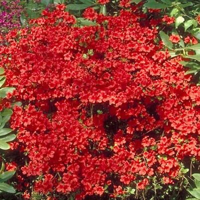 GardenersDream 3 x Gardeners Dream Azalee Winterhart 'Geisha RED' Japanische Azalee Winterharte Pflanzen für Garten & Balkon Winterharte Kübelpflanzen Blühende Sträucher Winterhart Mehrjährig im 9cm Topf GardenersDream 3 x Gardeners Dream Azalee Winterhart 'Geisha RED' Japanische Azalee Winterharte Pflanzen für Garten & Balkon Winterharte Kübelpflanzen Blühende Sträucher Winterhart Mehrjährig im 9cm Topf