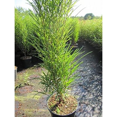 Baumschule Pflanzenvielfalt Säulen-Faulbaum Fine Line ® Farnblättriges Pulverholz Rhamnus frangula 60-80cm Baumschule Pflanzenvielfalt Säulen-Faulbaum Fine Line ® Farnblättriges Pulverholz Rhamnus frangula 60-80cm