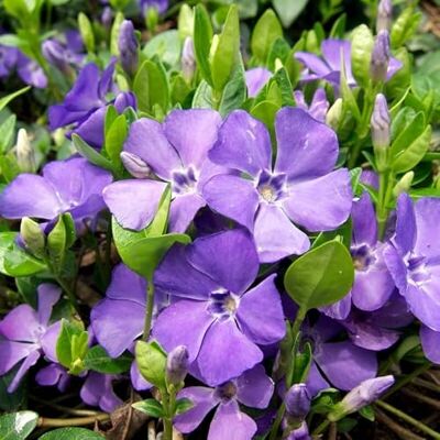 Generic 25 x Vinca minor Kleines Immergrün in 9x9cm Topf Bodendecker (2,25 pro Stück) Generic 25 x Vinca minor Kleines Immergrün in 9x9cm Topf Bodendecker (2,25 pro Stück)
