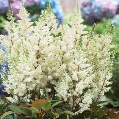 GardenersDream Weiße Astilbe Pflanze im Topf – Federartige, farbenfrohe Gartenpflanze – Winterharte, mehrjährige Blühpflanze für den Waldgarten, Beete (inkl. 11 cm Topf) GardenersDream Weiße Astilbe Pflanze im Topf – Federartige, farbenfrohe Gartenpflanze – Winterharte, mehrjährige Blühpflanze für den Waldgarten, Beete (inkl. 11 cm Topf)