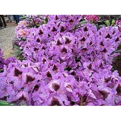 Baumschule Pflanzenvielfalt Rhododendron hybride Rhododendronpark Graal-Müritz 30-40 Baumschule Pflanzenvielfalt Rhododendron hybride Rhododendronpark Graal-Müritz 30-40