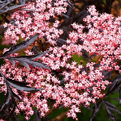 GardenersDream Gardeners Dream Schwarzer Holunder Sambucus Nigra Laubabwerfende Winterharte Sträucher Ideale Winterharte Pflanzen für Garten, Winterharte Kübelpflanzen oder als Terrassen Pflanzen Winterhart GardenersDream Gardeners Dream Schwarzer Holunder Sambucus Nigra Laubabwerfende Winterharte Sträucher Ideale Winterharte Pflanzen für Garten, Winterharte Kübelpflanzen oder als Terrassen Pflanzen Winterhart