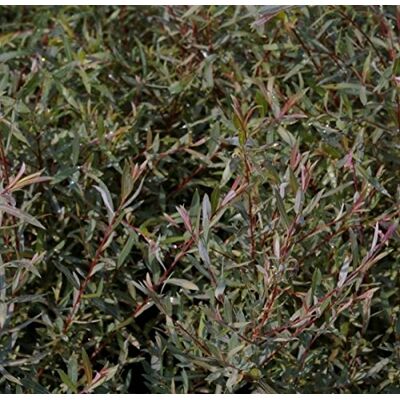 Baumschule Pflanzenvielfalt Zwergweide Nana Kugelweide Purpurweide Salix purpurea 60-100 Baumschule Pflanzenvielfalt Zwergweide Nana Kugelweide Purpurweide Salix purpurea 60-100