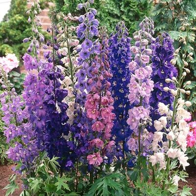 GardenersDream 5x Rittersporn Pflanzen im Topf – Blaue, Lila, Rosa, Rote und Weiße Bunte Gartenpflanzen – Säulenförmige Mehrjährige Blühpflanzen für Gartenborde (inkl. 11 cm Topf) GardenersDream 5x Rittersporn Pflanzen im Topf – Blaue, Lila, Rosa, Rote und Weiße Bunte Gartenpflanzen – Säulenförmige Mehrjährige Blühpflanzen für Gartenborde (inkl. 11 cm Topf)