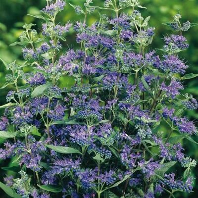 GardenersDream Caryopteris Heavenly Blue Bartblume Winterharte Gartenpflanze GardenersDream Caryopteris Heavenly Blue Bartblume Winterharte Gartenpflanze