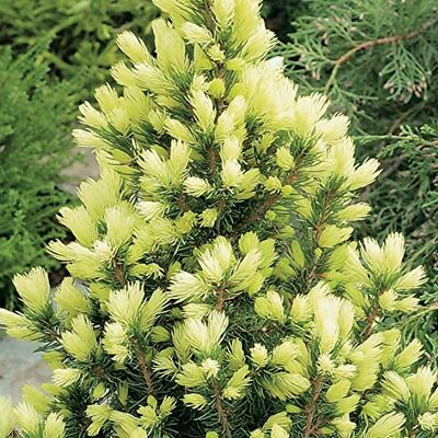 GardenersDream Picea glauca 'Daisy's White' Kompakte Immergrüne Konifere Gartenpflanze für den Außenbereich im Topf – Ideal für Blumenbeete, Rabatten und mehr GardenersDream Picea glauca 'Daisy's White' Kompakte Immergrüne Konifere Gartenpflanze für den Außenbereich im Topf – Ideal für Blumenbeete, Rabatten und mehr