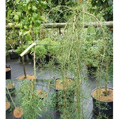 Baumschule Pflanzenvielfalt Caragana arborescens Gemeiner Erbsenstrauch Hängender Erbsenstrauch 60-100 Baumschule Pflanzenvielfalt Caragana arborescens Gemeiner Erbsenstrauch Hängender Erbsenstrauch 60-100