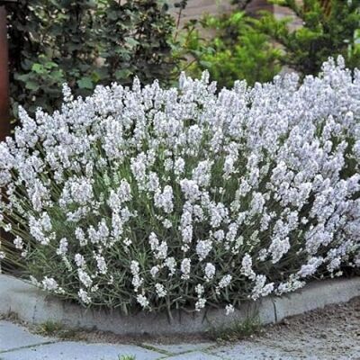 Generic 4 x Weißer Lavendel XL – Lavandula angustifolia 'Edelweiß' im 2-Liter-Topf Winterharte, duftende Staude mit weißen Blüten, 10–20 cm hoch – für Garten, Beet, Kübel und Balkon; bienenfreundlich Generic 4 x Weißer Lavendel XL – Lavandula angustifolia 'Edelweiß' im 2-Liter-Topf Winterharte, duftende Staude mit weißen Blüten, 10–20 cm hoch – für Garten, Beet, Kübel und Balkon; bienenfreundlich