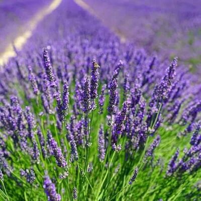 Generic 25 x Lavendel Essence Purple – Lavandula angustifolia 'Essence Purple' – Winterharte Duftpflanze im 1L Topf (10-20 cm Höhe) – Mehrjährig & Bienenfreundlich Generic 25 x Lavendel Essence Purple – Lavandula angustifolia 'Essence Purple' – Winterharte Duftpflanze im 1L Topf (10-20 cm Höhe) – Mehrjährig & Bienenfreundlich