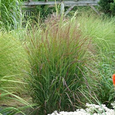 GardenersDream Rutenhirse Rotstrahlbusch Ziergras im Topf Winterharte Gartenpflanze Fertig zum Einpflanzen GardenersDream Rutenhirse Rotstrahlbusch Ziergras im Topf Winterharte Gartenpflanze Fertig zum Einpflanzen